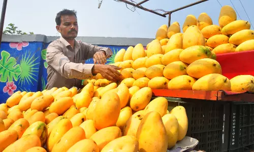 Vizag Citizens Welcome Banganapalli Mangoes Ahead of Ugadi