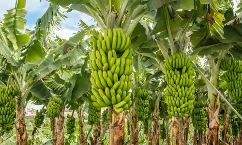 Andhra Pradesh Plans Rail Exports to Rescue Banana Farmers