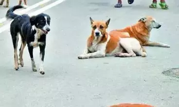 Hotel Staff Set Dog on Customers After Billing Dispute in Kavali Hotel Staff Set Dog on Customers After Billing Dispute in Kavali