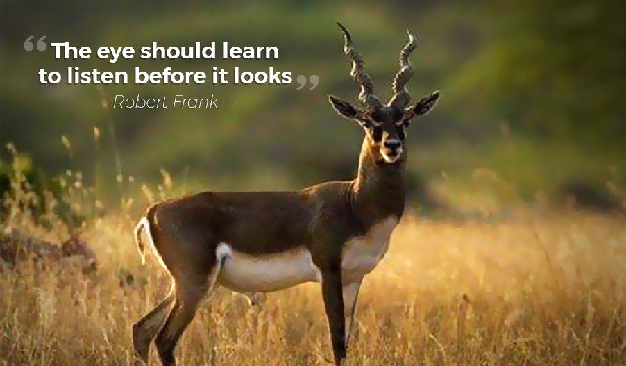 Blackbuck Census Starts in Odisha’s Ganjam District