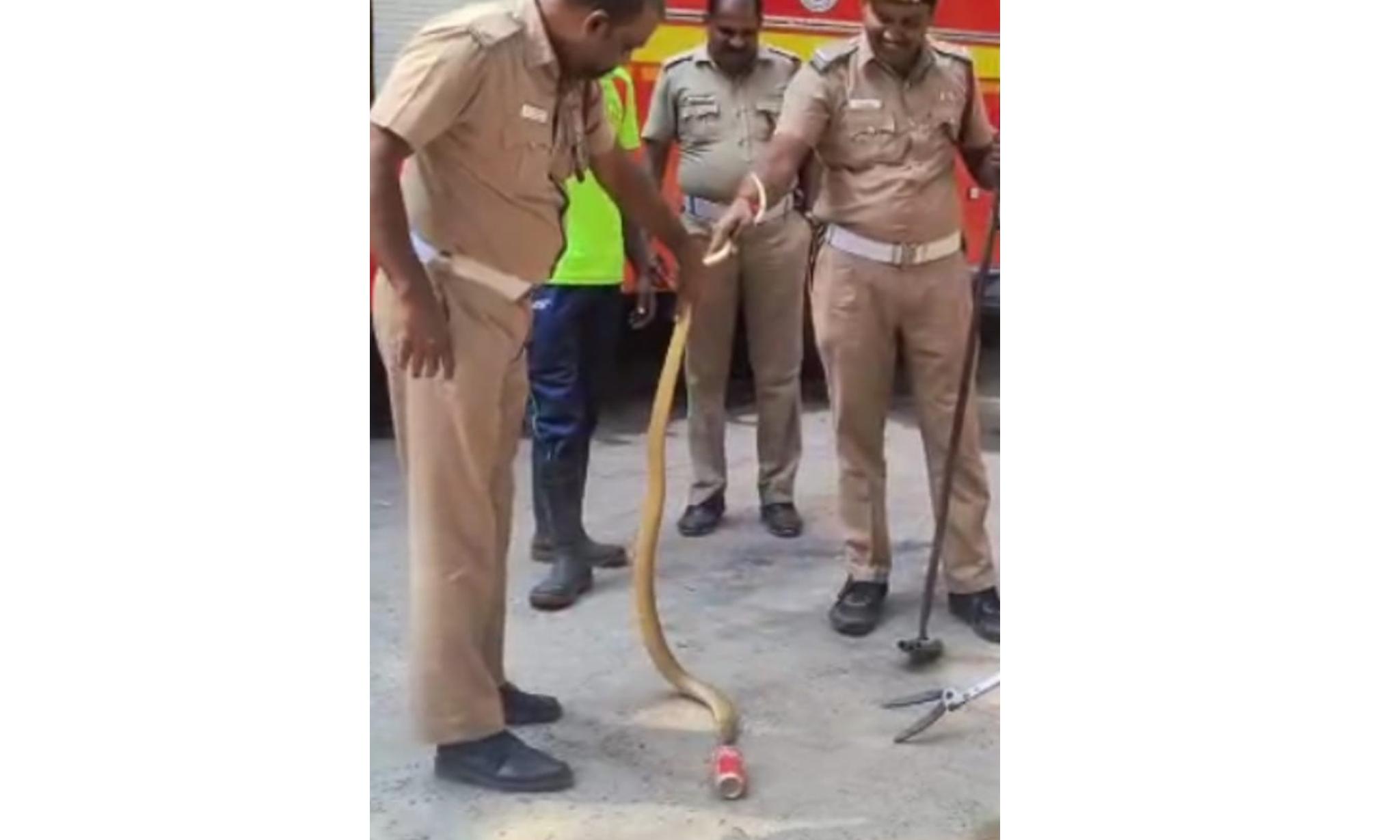 Snake Rescued After Head Stuck in Can