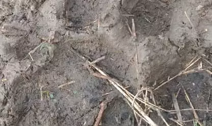 Where will it head next? Yadadri Tiger keeps foresters on their toes