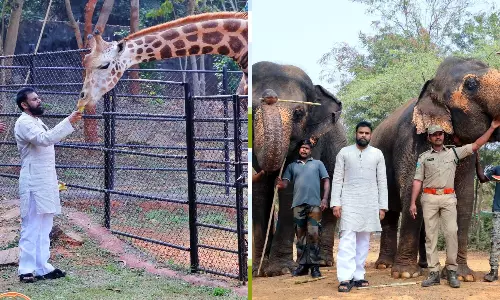 Deputy Chief Minister Adopts Giraffes, Inaugurates Bear Enclosure During Zoo Visit