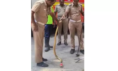 Snake’s Head Stuck in Cold Drink Can, Saved Snake’s Head Stuck in Cold Drink Can, Saved