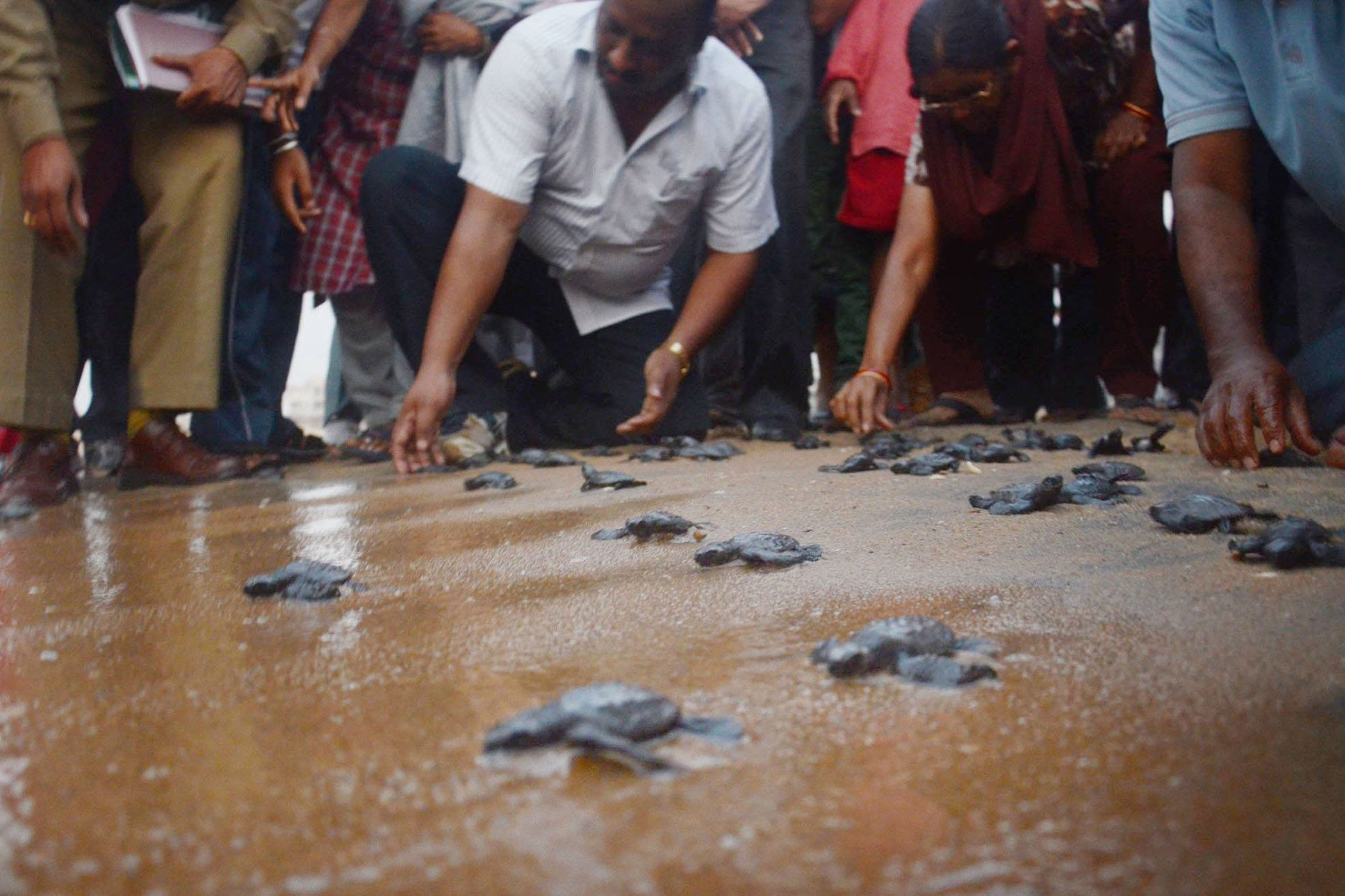 Nearly 4 Lakh Olive Ridley Hatchlings Released in Andhra