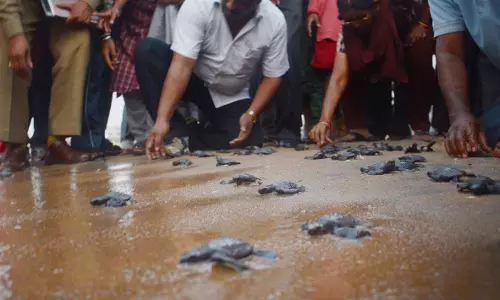 Nearly 4 lakh Olive Ridley Hatchlings Released Along North Andhra Coast