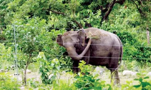 AP Explores Ways To Reduce Human-Wildlife Conflict for Their Coexistence