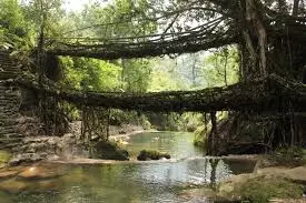 India Submits Nomination Of Meghalayas Living Root Bridges For UNESCO World Heritage Site India Submits Nomination Of Meghalayas Living Root Bridges For UNESCO World Heritage Site