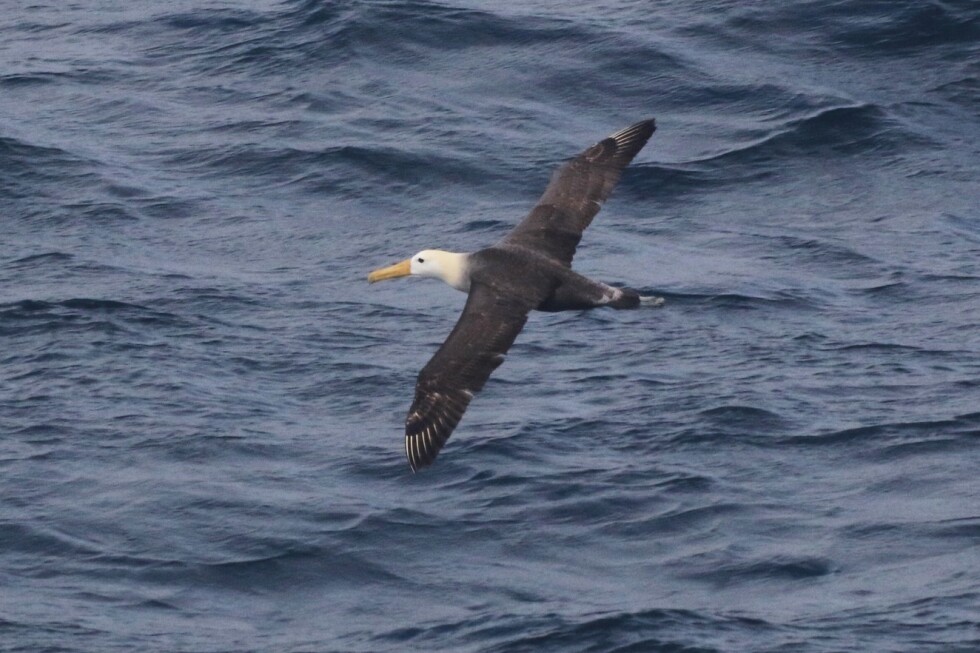 Rare Galapagos Albatross Sighting in California