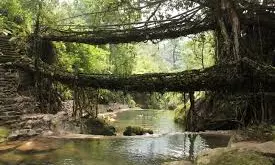 India Submits Nomination Of Meghalayas Living Root Bridges For UNESCO World Heritage Site
