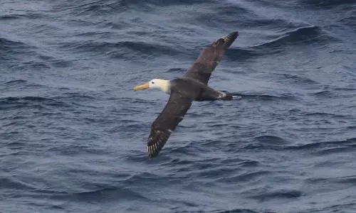 A Galapagos Albatross’ 3,000-Mile Detour To California Puzzles Scientists