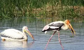 Kutchs Chhari-Dhand Bird Sanctuary Becomes Gujarats Fifth Ramsar Site