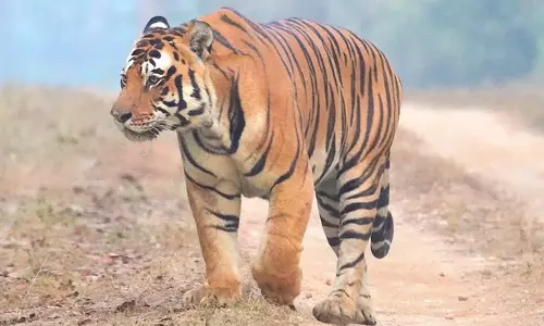 In Search Of A Home, Wandering Tiger Picks Up Its Pace