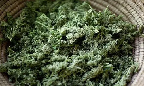 6 Kg Ganja Seized, 5 Arrested In Nandyal District 6 Kg Ganja Seized, 5 Arrested In Nandyal District