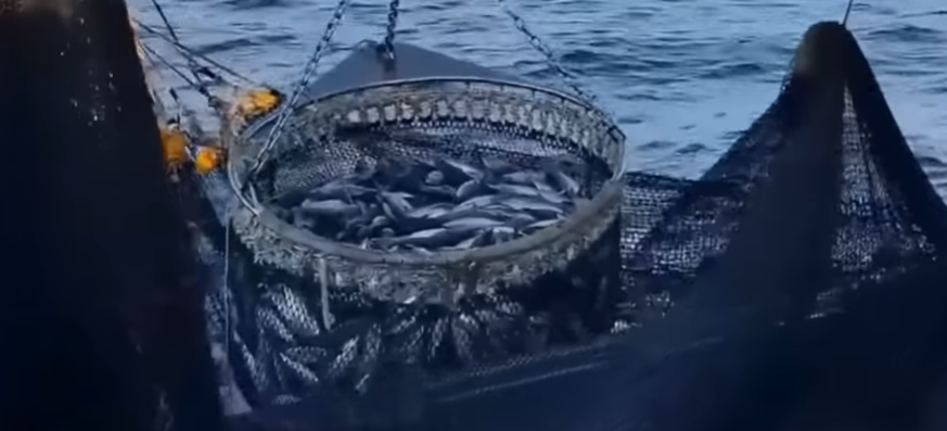 Vizag’s Tuna Industry Faces Sustainability and Growth Challenges