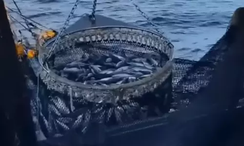 Vizag’s Tuna Industry At Crossroads As Catches Swing And Sustainability Concerns Mount