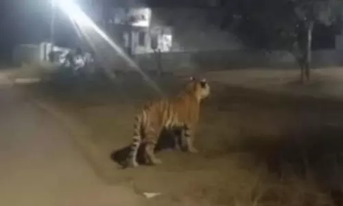 Tiger Kills Three Cows in Torredu, Holiday on Monday For Schools in Area