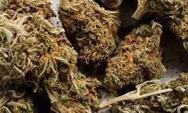 92 KG Ganja Seized, 4 Held