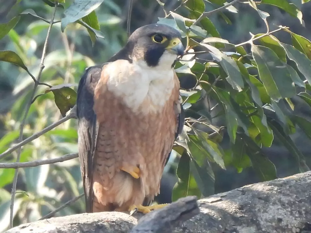 Anti-Encroachment Drive Brings Rare Falcons, Hornbills to Chhattisgarh Sanctuary