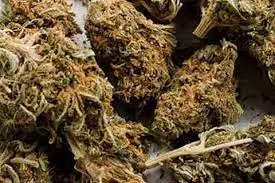 Two Ganja Peddlers Arrested; 200 Grams Seized