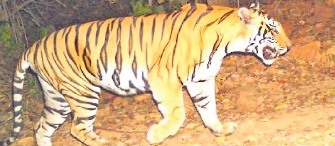 Tiger in Search of Territory May Be Retracing Its Steps Back in Siddipet District