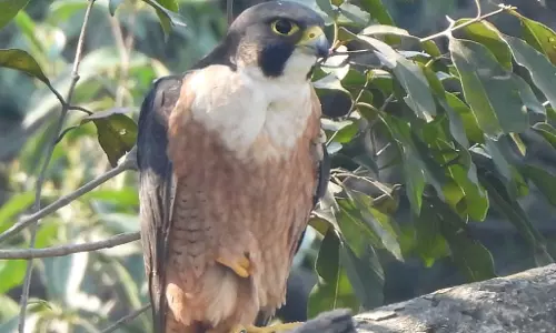 Anti-Encroachment Drive Brings Rare Falcons, Hornbills to Chhattisgarh Sanctuary