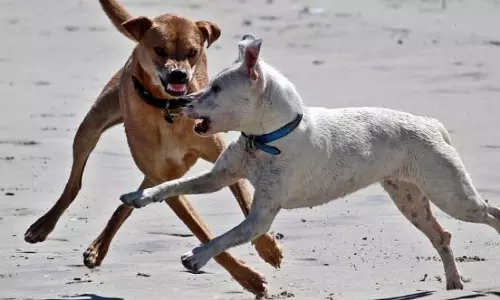 Stray Dog Attack Claims Toddlers Life Stray Dog Attack Claims Toddlers Life