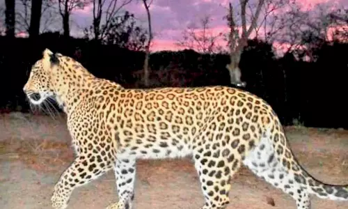Two Women Injured in Leopard Attack in Anantapur Two Women Injured in Leopard Attack in Anantapur