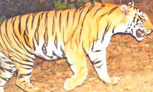 Tiger in Search of Territory May Be Retracing Its Steps Back in Siddipet District