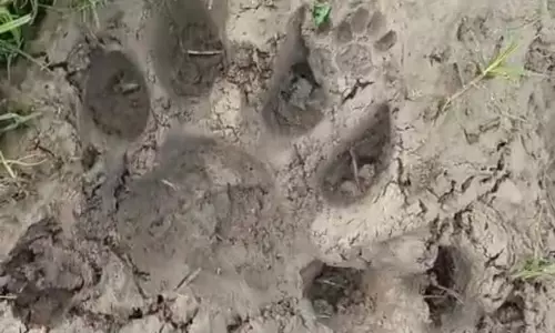 Tiger Kills A Calf At Basnthapur; Moves Towards Lakshmakkapally