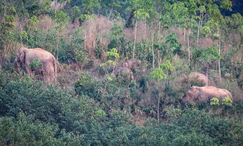 Tourist Trampled To Death By Wild Elephant At Thai National Park