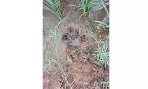 Tranquilisation Now On Cards To Deal With Tiger In Yadadri District