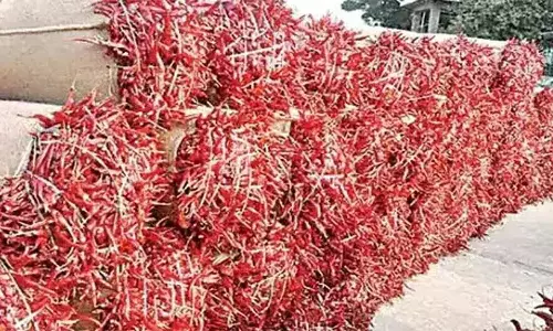 Desi, Wonder Hot Chillies Fetch Record Prices