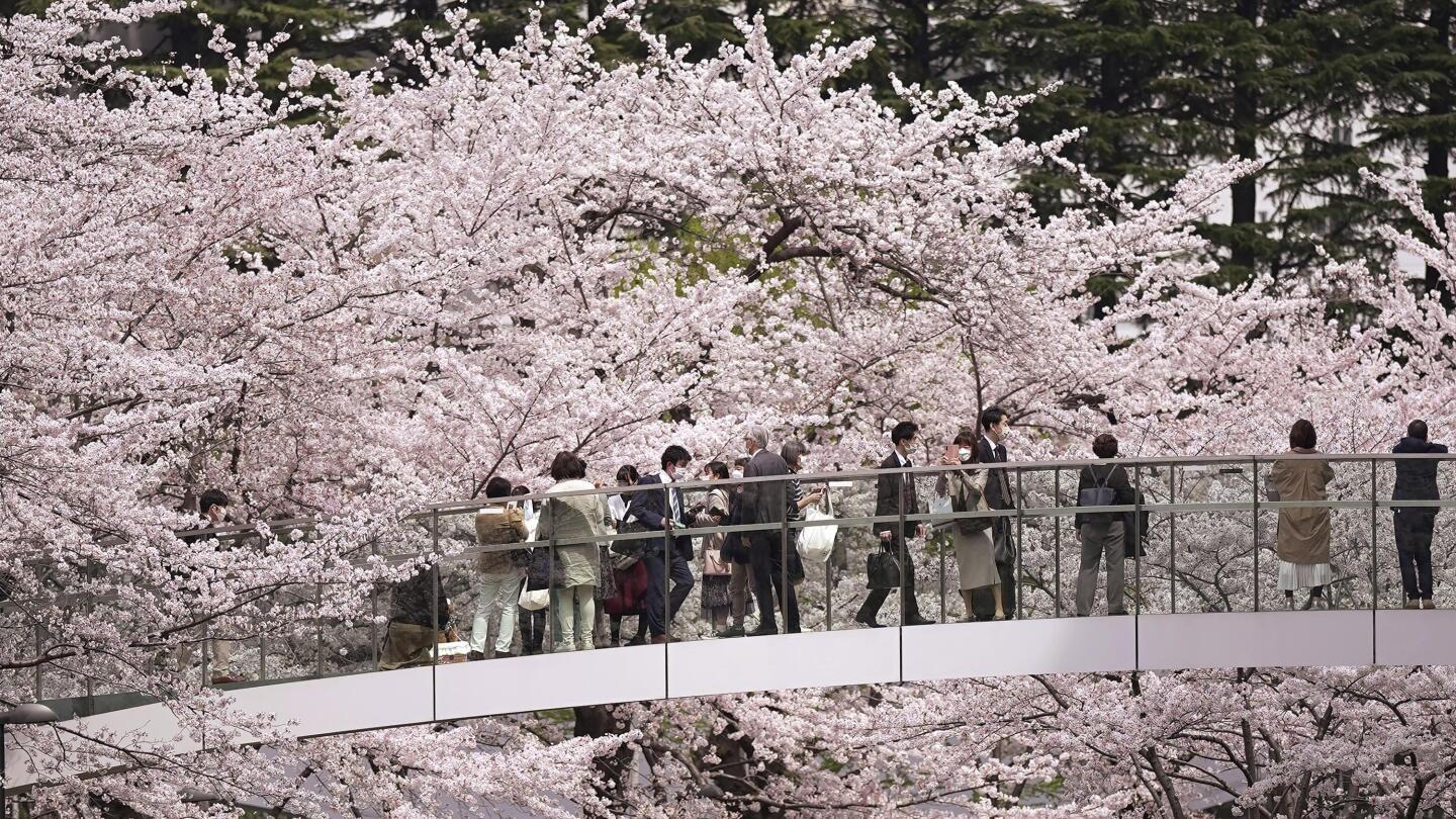 Mount Fuji Cherry Blossom Festival Cancelled Over Overtourism