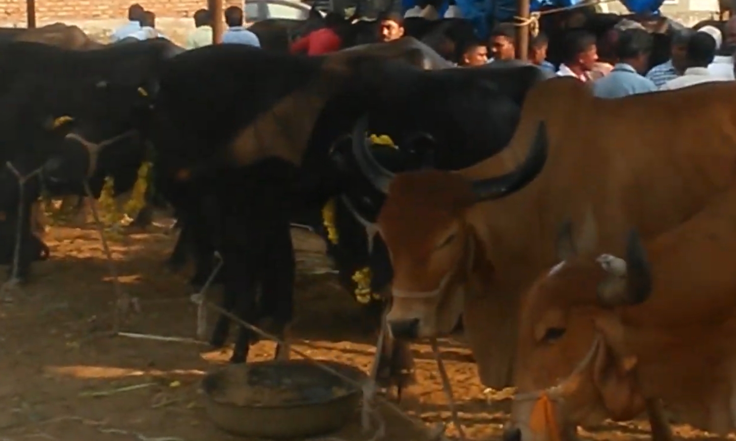 Oldest Cattle Market in Telangana Thrives Amid Urban Expansion