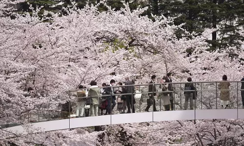 Mount Fuji Cherry Blossom Festival Cancelled Due To Over-Tourism