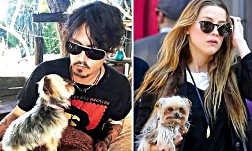 Paws & Claws in Courtrooms