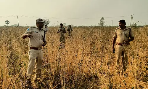 Wandering Tiger Enters Jangaon, Forest Teams Deploy Drones To Track Movement