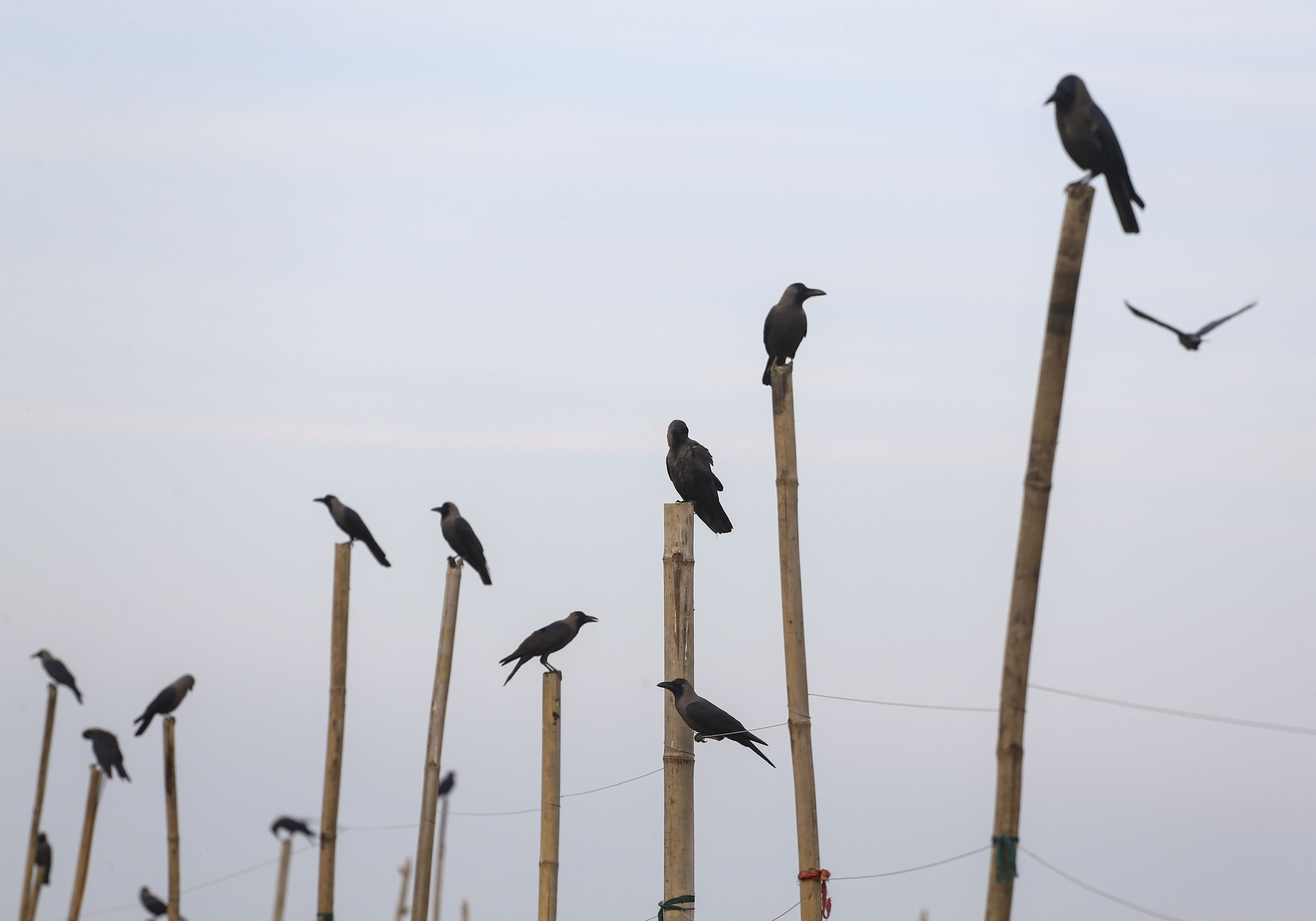 Tamil Nadu on High Alert Following Reports of Large-Scale Crow Deaths in State