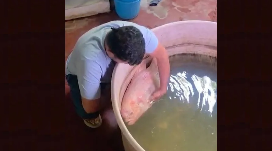Family in Odisha Mourns Pet Fish of 20 Years, Performs Last Rites in Rare Farewell