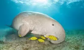 270 Endangered Dugongs Along TN Coast Big News In Wildlife Conservation: WII report