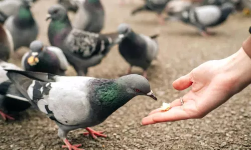 Singapore Court Fines Over 2 Lakhs To 71-Year-Old Woman For Feeding Pigeons