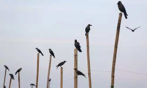 Tamil Nadu on High Alert Following Reports of Large-Scale Crow Deaths in State