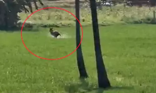 Tiger Triggers Panic in East Godavari Village Tiger Triggers Panic in East Godavari Village