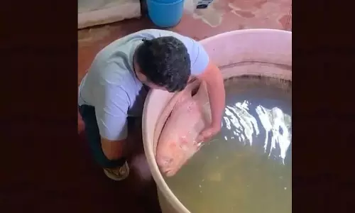 Family in Odisha Mourns Pet Fish of 20 Years, Performs Last Rites in Rare Farewell Family in Odisha Mourns Pet Fish of 20 Years, Performs Last Rites in Rare Farewell