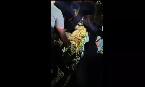 Elusive Tiger Captured