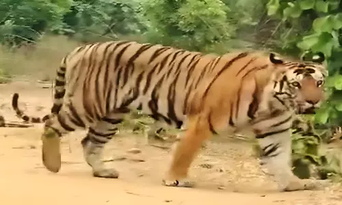 Wildlife Experts Suggest Steps To Drive Away Tigers Back Into Forests