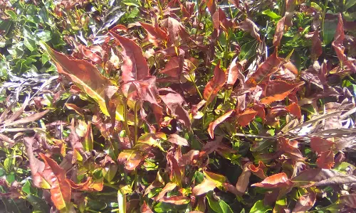 Dry Winter Weather Lands Nilgiris Tea Sector In Soup