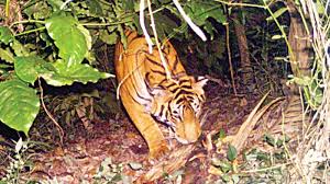 Trapped Tiger Quarantined At ARC In Visakhapatnam