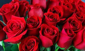 Rose Day: Thorns Optional, Feelings Mandatory on February 7